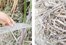 More ash from Kanlaon threatens sugar supply Ash fall now affects sugarcane farms in Negros Occidental following the eruption of Mt. Kanlaon on Monday, Dec. 9, 2024. PHOTOS COURTESY OF SRA
