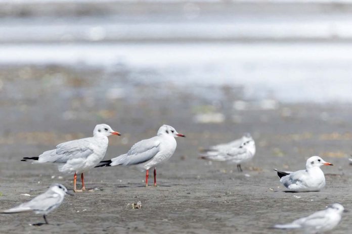 cadiz_birds_resized These black-headed gulls were recently spotted in the coastal mudflats of Cadiz City, Negros Occidental, particularly in Barangay Daga. JOSEPH CACERES PHOTO