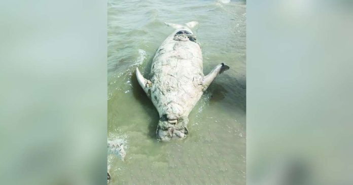 dead sea cow 1_superimposed