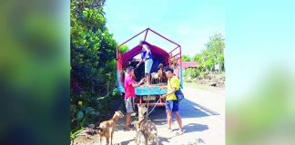 In La Castellana, Negros Occidental, residents within the 6-kilometer Expanded Danger Zone (EDZ) of the restless Kanlaon volcano are not only evacuating themselves but also ensuring the safety of their livestock. PHOTOS FROM OFFICE OF CIVIL DEFENSE - WESTERN VISAYAS