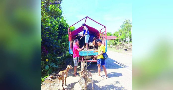 In La Castellana, Negros Occidental, residents within the 6-kilometer Expanded Danger Zone (EDZ) of the restless Kanlaon volcano are not only evacuating themselves but also ensuring the safety of their livestock. PHOTOS FROM OFFICE OF CIVIL DEFENSE - WESTERN VISAYAS