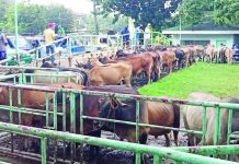 Iloilo City tightens livestock rules to boost biosecurity Cattle production in Western Visayas decreased by 4.6 percent in the third quarter of 2024. PHOTO COURTESY OF I LOVE LEON ILOILO FB PAGE