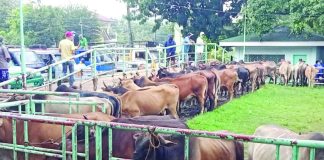 Cattle production in Western Visayas decreased by 4.6 percent in the third quarter of 2024. PHOTO COURTESY OF I LOVE LEON ILOILO FB PAGE