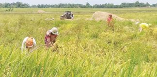 Palay is a cornerstone of Western Visayas’ agricultural economy and food security. Photo shows farmers harvesting palay in Bago City, Negros Occidental. PNA BACOLOD FILE PHOTO