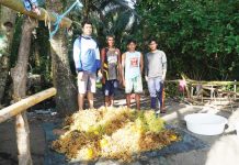 Hope for seaweed farmers: SEAFDEC’s lab-grown seedlings boost farm growth multiple times Joseph Faisan (leftmost) and Edcel Jed Samson (rightmost), together with their seaweed farmer cooperators at Pandan, Antique, pose with their freshly harvested Kappaphycus alvarezii grown from tissue-cultured seedlings. PHOTO BY JF ALDON