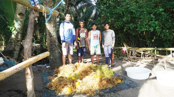 seafdec1 Joseph Faisan (leftmost) and Edcel Jed Samson (rightmost), together with their seaweed farmer cooperators at Pandan, Antique, pose with their freshly harvested Kappaphycus alvarezii grown from tissue-cultured seedlings. PHOTO BY JF ALDON