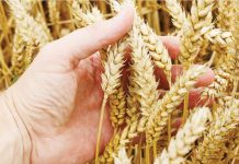 Wheat imports rising as Filipinos diversify diet The Philippines’ demand for milling wheat is estimated to rise by 4.3 percent to 3.65 million metric tons while the forecast on feed wheat consumption is maintained at 3.45 million metric tons. INQUIRER.NET STOCK PHOTO