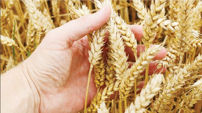 wheat-imports The Philippines’ demand for milling wheat is estimated to rise by 4.3 percent to 3.65 million metric tons while the forecast on feed wheat consumption is maintained at 3.45 million metric tons. INQUIRER.NET STOCK PHOTO