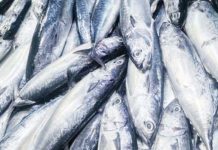 BFAR sets new licensing rules for fish handlers; fresh, chilled products to require license by 2026 Mackerel tuna sold at the Dalipe Tradetown Public Market on Thursday, Jan. 16, 2025. The San Jose de Buenavista Municipal Economic Enterprise and Development Office in Antique said that consumers in the municipality resort to buying cheaper, alternative food such as fish and vegetables due to the high cost of pork. SAN JOSE DE BUENAVISTA MEEDO PHOTO