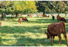 UK bans cattle, pigs and sheep imports from Germany after foot-and-mouth case Brown cattle graze under trees. While it rarely affects humans, foot-and-mouth is highly contagious in pigs, sheep and cattle, as well as other cloven-hoofed animals. GETTY IMAGES