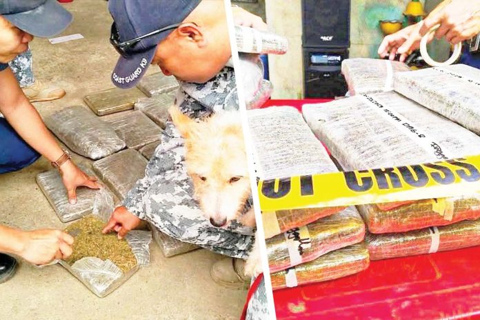 drugs-capiz These bricks of marijuana worth around P1.8 million were discovered on Monday, Jan. 20, 2025, at a roll-on/roll-off (RoRo) booking outlet in Barangay Poblacion Ilawod, Panitan, Capiz. COAST GUARD STATION CAPIZ FB PHOTOS