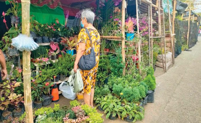 ime_Jaro_Fiesta_(3)_1_resized A garden show is a regular fixture of the annual Jaro fiesta in Iloilo City. It showcases beautiful ornamental plants. AJ PALCULLO/PN