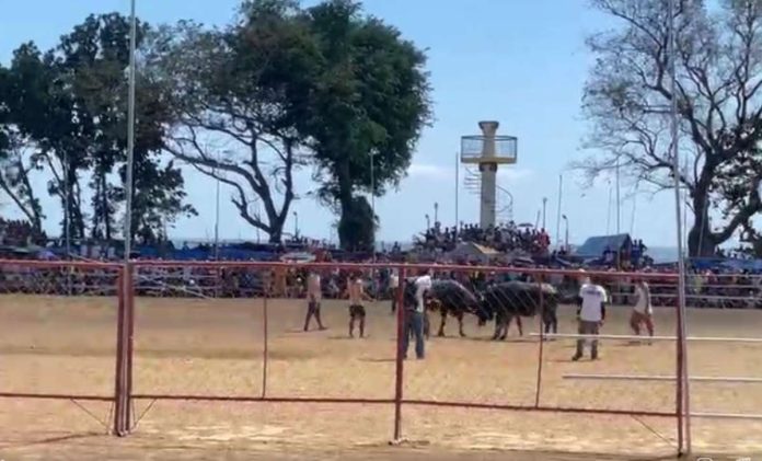 CLASH OF HORNS. This is a scene from San Joaquin, Iloilo’s controversial Pasungay Festival. The annual tradition, featuring carabaos and cows in staged battles, sparked a heated debate between cultural preservation advocates and animal welfare groups, with calls to end the practice citing alleged animal cruelty and gambling concerns. Screenshot from live video of Atty. Joe Abad Sicabalo Lazaro, Jr. Facebook Account