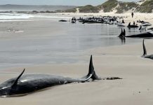 Scores of whales to be euthanized False killer whales have beached in the north-west corner of Tasmania. Tasmania Department of Environment