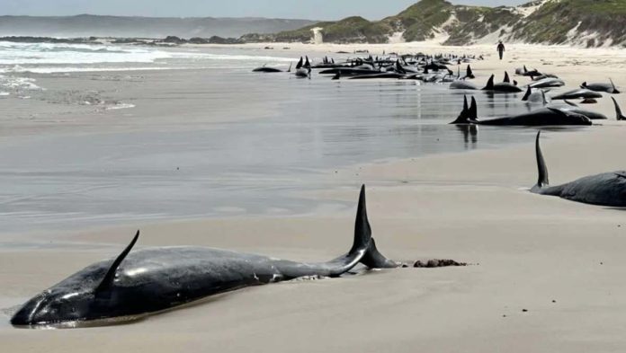 Australia_resized False killer whales have beached in the north-west corner of Tasmania. Tasmania Department of Environment