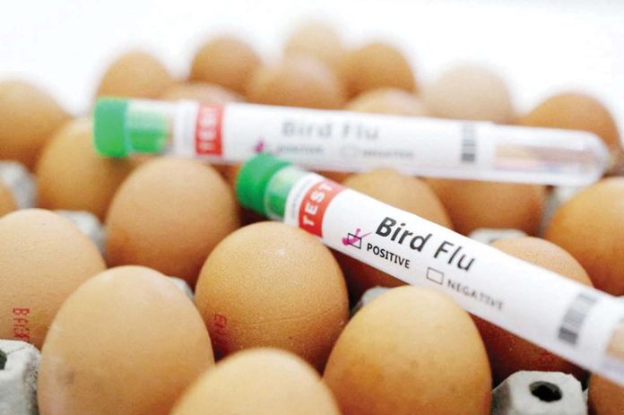 DA_eggs_1_resized The Department of Agriculture is taking proactive measures to stabilize the egg supply and curb potential price hikes amid concerns over bird flu. GMA NEWS ONLINE FILE PHOTO