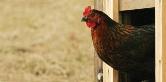 At the site of the Shropshire farm outbreak, the killing and disposal of a million egg-laying birds continues. Photo shows a brown chicken with a red plume emerging from a wooden doorway. GETTY IMAGES