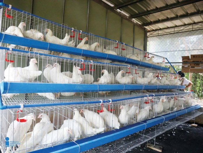 WV_chicken_1_resized Western Visayas’ layer chicken inventory reached 1,847,590 in the fourth quarter of 2024. PHOTO COURTESY OF PIA