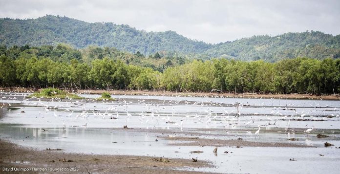 capiz-waterbirds1-(1) DAVE QUIMPO/HARIBON FOUNDATION 2025 PHOTO