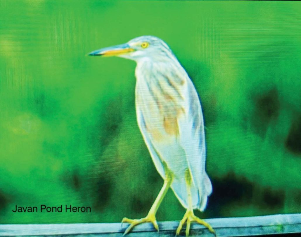Over 21,000 waterbirds spotted in Capiz wetlands
