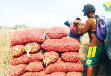 Onion farmers’ cry: ‘Why increase imports during harvest season?’ Onion growers in Tarlac pile sacks of harvested onions. Central Luzon contributes 55 percent to the country's onion production, the highest among the regions. PIA/DA CENTRAL LUZON
