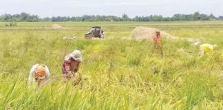 Western Visayas produced 818,569 metric tons of palay in the last quarter of 2024. Photo shows farmers harvesting palay in Bago City, Negros Occidental. PNA BACOLOD FILE PHOTO
