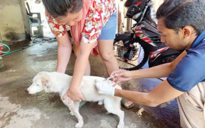 pet_owners_resized A pet dog is vaccinated against rabies by the Bacolod City Veterinary Office (CVO) in this undated photo. The CVO on Tuesday, Feb. 18, 2025, urged dog owners to register their pets in compliance with an existing city ordinance and to strengthen the local anti-rabies program. BACOLOD CITY PIO PHOTO