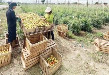 Excess supply of tomatoes is being given away for free in Bongabon, Nueva Ecija. The farmgate price of tomatoes has dropped to P4 per kilo, according to Samahang Industriya ng Agrikultura (SINAG). SINAG PHOTO