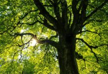 Iloilo targets ‘Forest Province’ status by 2044, rolls out long-term refo plan Photo by Jan Huber on Unsplash