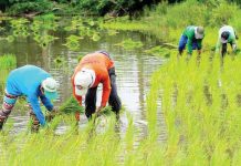 Enough water for irrigation, NIA assures as dry season looms As the dry season is set to start, the National Irrigation Administration sees no problem with the irrigation water supply. PHOTO COURTESY OF ABS-CBN NEWS
