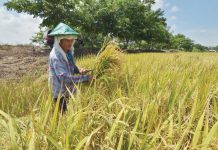 Iloilo ‘palay’ production drops due to El Niño But rice supply remains sufficient – guv Iloilo Province produced 831,333.77 metric tons of palay in 2024, significantly lower than the 1,066,065.52 metric tons produced in 2023, due to the El Niño phenomenon. This file photo shows a farmer in Barangay Jiba-on, Pavia, Iloilo harvesting palay.