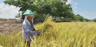 Iloilo Province produced 831,333.77 metric tons of palay in 2024, significantly lower than the 1,066,065.52 metric tons produced in 2023, due to the El Niño phenomenon. This file photo shows a farmer in Barangay Jiba-on, Pavia, Iloilo harvesting palay.