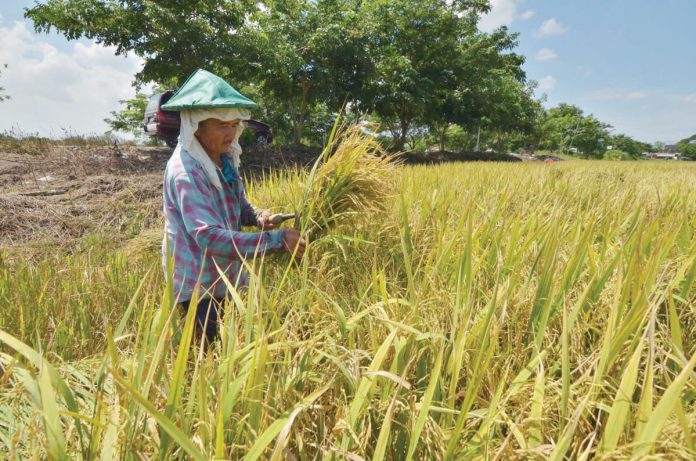 ime_palay_production_1_resized Iloilo Province produced 831,333.77 metric tons of palay in 2024, significantly lower than the 1,066,065.52 metric tons produced in 2023, due to the El Niño phenomenon. This file photo shows a farmer in Barangay Jiba-on, Pavia, Iloilo harvesting palay.