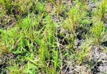 El Niño brings setback to NegOcc rice production A drought-stricken rice field in southern Negros Occidental bears the brunt of El Niño’s prolonged dry spell. The province’s palay production saw an 11.97% decline in 2024, according to the Philippine Statistics Authority. PNA