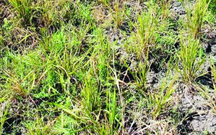 negros_rice_resized A drought-stricken rice field in southern Negros Occidental bears the brunt of El Niño’s prolonged dry spell. The province’s palay production saw an 11.97% decline in 2024, according to the Philippine Statistics Authority. PNA