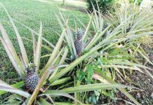 DA sees robust pineapple industry in PH The country is expected to produce more than 3.12 million metric tons of pineapples this year, after producing 2.9 million metric tons in 2024. ABS-CBN NEWS PHOTO