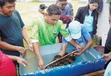 Bangsamoro eyes lapu-lapu farming with SEAFDEC/AQD The Ministry of Agriculture, Fisheries, and Agrarian Reform-Bangsamoro Autonomous Region in Muslim Mindanao partnered with the Southeast Asian Fisheries Development Center to train its extension workers and local fishers in marine fish farming. EV ANTOLINO PHOTO