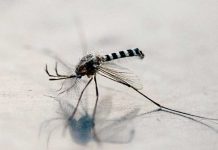 483 dengue-free barangays receive cash incentives Yellow fever is transmitted by infected mosquitoes. GETTY IMAGES