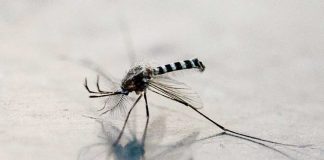 Yellow fever is transmitted by infected mosquitoes. GETTY IMAGES
