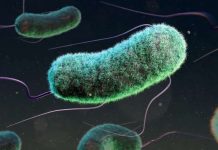 3 million child deaths linked to drug resistance This is a computer-generated image of the Escherichia coli bacteria - also known as E. coli, the bug that causes food poisoning. It is depicted as a slightly furry tube with purple whispy strands. E. coli, the bug that causes food poisoning, is one of the bacteria that is showing greater resistance to front-line antibiotics. GETTY IMAGES