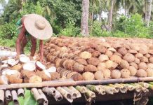 PCA alarmed by rising copra prices Farm-gate, millsite and retail copra prices have been rapidly increasing due to a combination of factors including robust demand for coconut oil abroad and tight local supply resulting from weather disturbances. SCREENSHOT FROM FARMER AND MAGULANG KO/YOUTUBE VIDEO