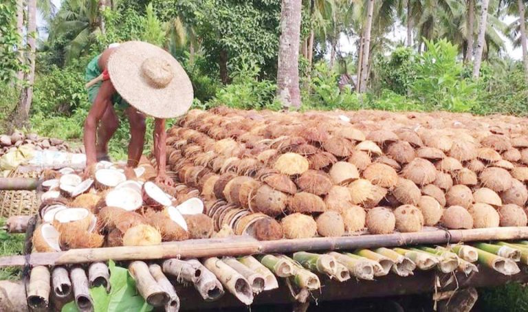 PCA alarmed by rising copra prices