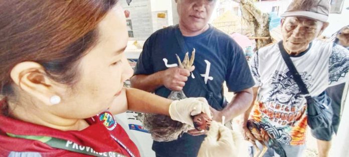 guimaras-bird-flu-1 Personnel of the Department of Agriculture’s Regional Animal Disease Diagnostic Laboratory collect blood samples from a poultry farm in Guimaras as part of the ongoing surveillance and preventive efforts against bird flu. PROVINCE OF GUIMARAS PHOTO