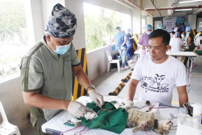 Iloilo Provincial Veterinary Office head Dr. Darel Tabuada performs a castration procedure on a cat during the “Neutering for Cats and Dogs” activity held Monday, April 8, as part of the 124th Semana sang Iloilo celebration. The initiative, which serv ed around 100 pets, aims to promote responsible pet ownership and help reduce the risk of rabies in Iloilo. PHOTO BY AJ PALCULLOIloilo Provincial Veterinary Office head Dr. Darel Tabuada performs a castration procedure on a cat during the “Neutering for Cats and Dogs” activity held Monday, April 8, as part of the 124th Semana sang Iloilo celebration. The initiative, which serv ed around 100 pets, aims to promote responsible pet ownership and help reduce the risk of rabies in Iloilo. PHOTO BY AJ PALCULLO