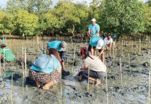DENR rallies Western Visayas communities for month-long environmental action drive Volunteers participate in the mangrove planting activity at Barangay Alacaygan, Banate, Iloilo, on Earth Day, April 22, 2025. The initiative, led by the Provincial Government Environment and Natural Resources Office, saw around 600 mangroves planted as part of ongoing efforts to protect the coastal ecosystem and mitigate the impacts of storm surges and coastal erosion. PHOTO FROM PENRO-LGU ILOILO IPG FACEBOOK PAGE