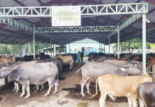 The 2025 Livestock and Poultry Week in Iloilo Province kicks off on Monday, April 28, 2025. Photo shows carabaos at “Livestock Oksyon Market” in Leon town on April 24. LEON LIVESTOCK OKSYON MARKET – LOM/FB PHOTO