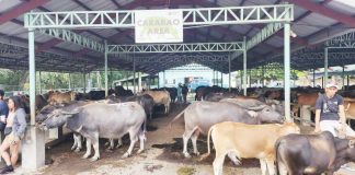 The 2025 Livestock and Poultry Week in Iloilo Province kicks off on Monday, April 28, 2025. Photo shows carabaos at “Livestock Oksyon Market” in Leon town on April 24. LEON LIVESTOCK OKSYON MARKET – LOM/FB PHOTO
