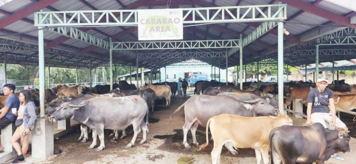 The 2025 Livestock and Poultry Week in Iloilo Province kicks off on Monday, April 28, 2025. Photo shows carabaos at “Livestock Oksyon Market” in Leon town on April 24. LEON LIVESTOCK OKSYON MARKET – LOM/FB PHOTO