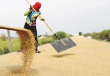Rural workers’ group pushes for palay floor price The Federation of Free Farmers proposes P20 per kilo floor price for palay as buying prices for freshly harvested palay reportedly dropped to as low as P12 to P14 per kilo in many parts of the Philippines. PNA FILE PHOTO BY JOAN BONDOC