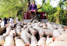 DA to distribute P1-B worth of swine to boost hog inventory The Department of Agriculture is set to roll out a P1-billion swine repopulation program that aims to restore the country’s hog population. DA PHOTO